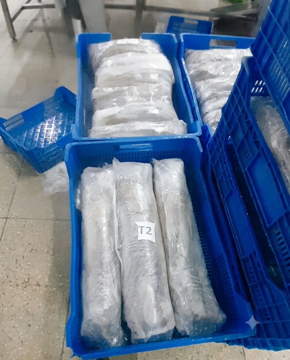 Whole octopus T2, film-wrapped in crates on the way to freezing — ATLASEAS plant, Nouakchott