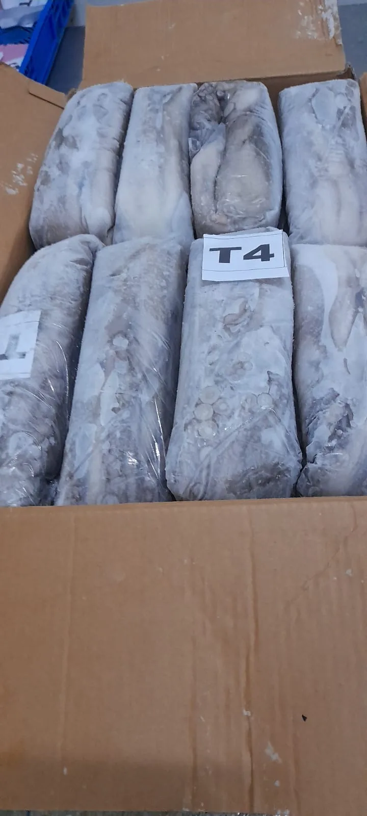 Open export carton of block-frozen octopus, size T4
